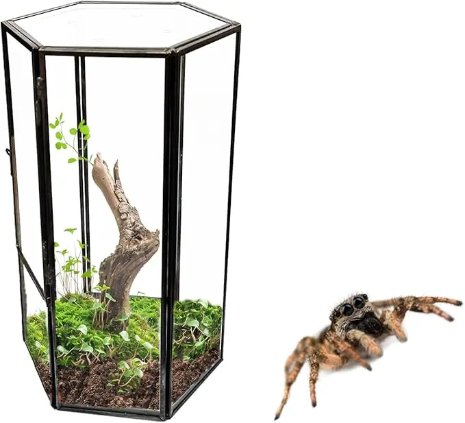 MHLLGN – Terrario de vidrio frontal