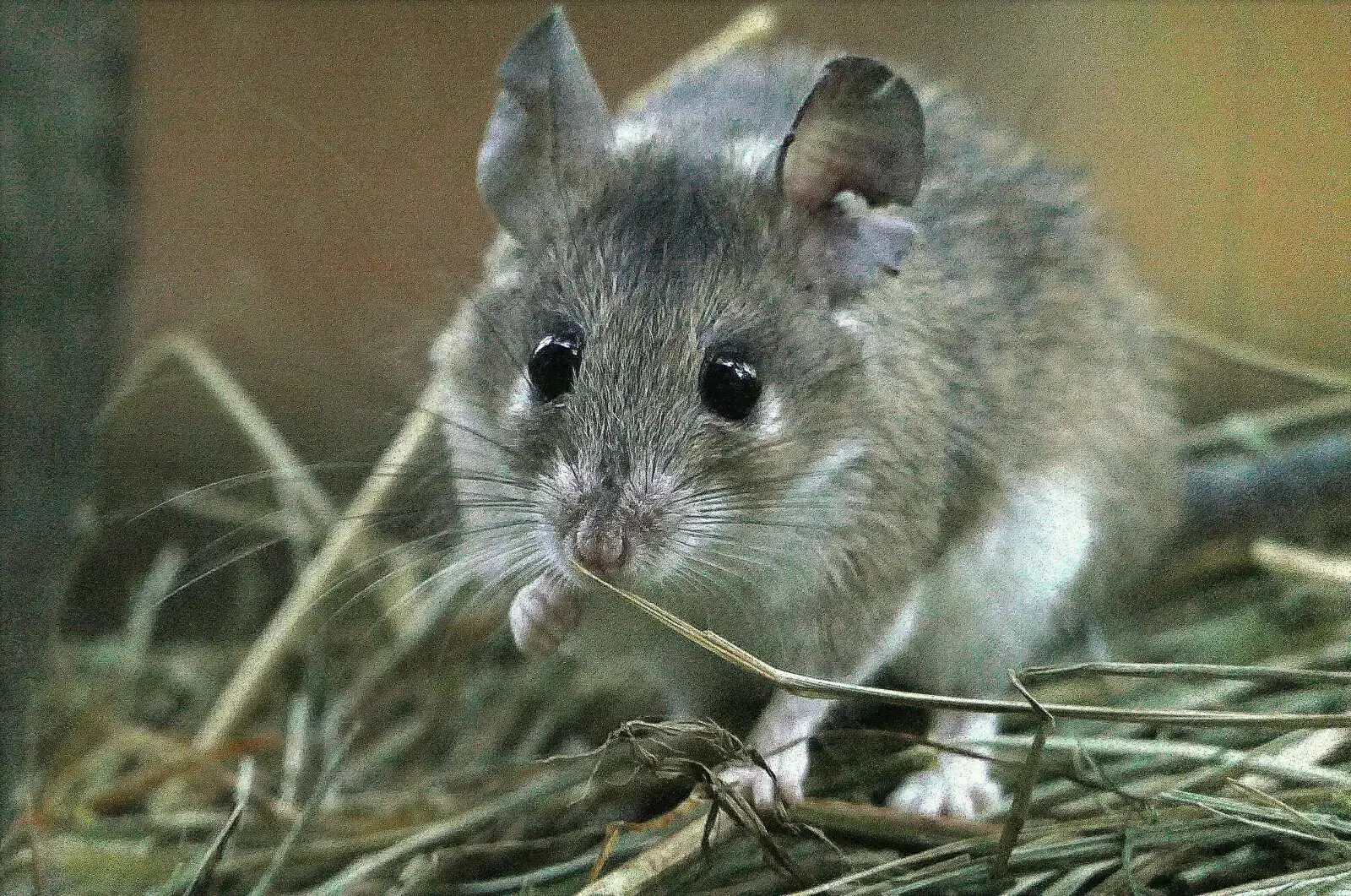 Ratón Espinoso Egipcio
