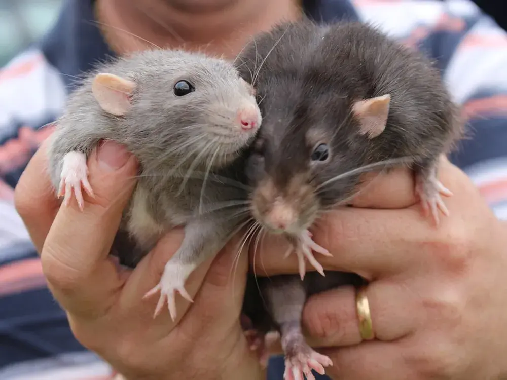 Ratones y Ratas Domésticas
