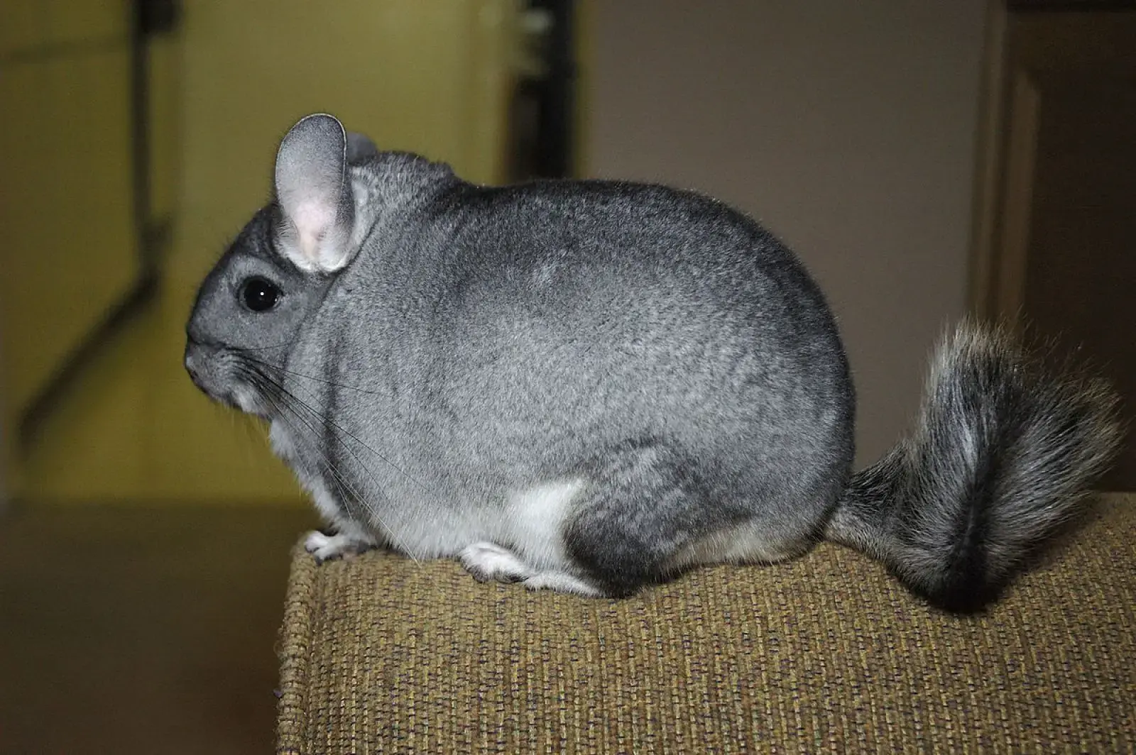 Chinchillas