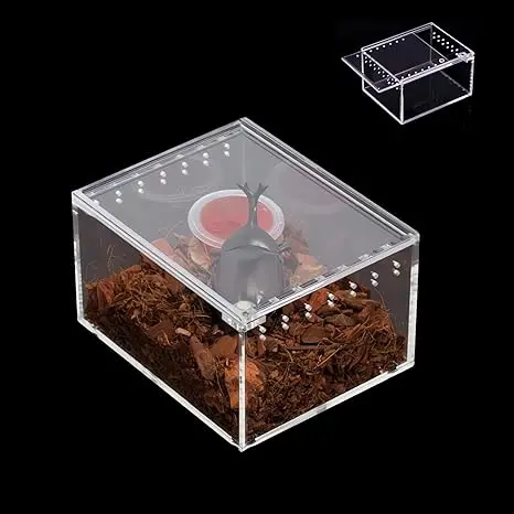 Mini Terrario Acrílico 10 x 8 x 6 cm