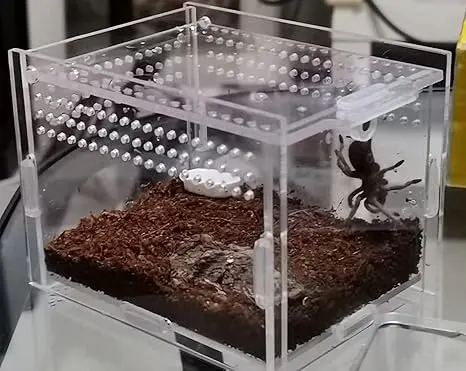Micro hábitat de acrílico de 9 x 9 x 9 cm